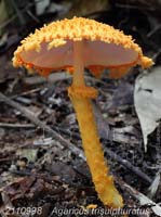 Agaricus_trisulphuratus-d