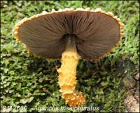 Agaricus_trisulphuratus