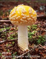 Am_muscaria_v_formosa-b