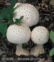 Amanita_abrupta