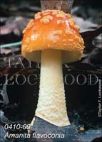 Amanita_flavoconia