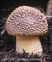 Amanita_franchetii-b