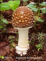 Amanita_ibotengutake