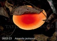 Amanita_jacksonii-b