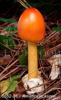 Amanita_jacksonii