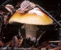 Amanita_lanei