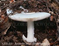 Amanita_lanei_white_form