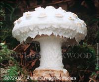 Amanita_magniverrucata