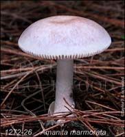 Amanita_marmorata