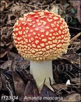 Amanita_muscaria-d