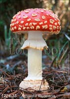 Amanita_muscaria-e