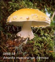 Amanita_muscaria_v_formosa