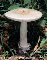 Amanita_ocreata