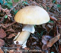 Amanita_phalloides-e