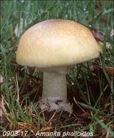 Amanita_phalloides