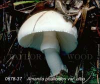 Amanita_phalloides_v_alba