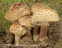 Amanita_rubescens-f