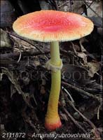 Amanita_rubrovolvata-c