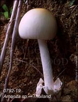 Amanita_sp-d