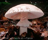 Amanita_sp-h