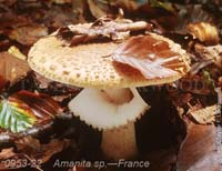 Amanita_sp-i