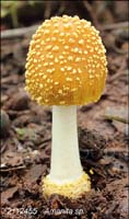 Amanita_sp-l