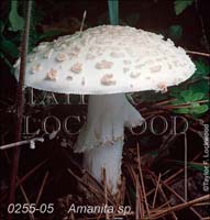 Amanita_sp