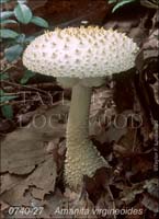 Amanita_virgineoides-c