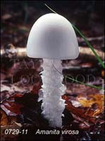 Amanita_virosa