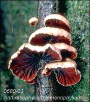 Anthracophyllum_melano