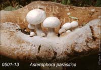 Asterophora_parasitica