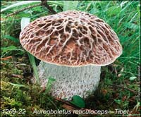 Aureoboletus_reticuloceps