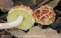 Aureoboletus_thibetanus-c