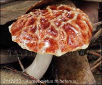 Aureoboletus_thibetanus