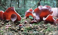 Auricularia_polytricha