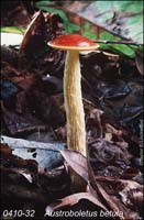 Austroboletus_betula