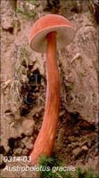 Austroboletus_gracilis