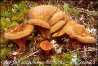 Austropaxillus_macnabbii