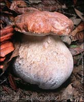 Boletus_edulis-g