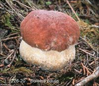 Boletus_edulis-h