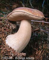 Boletus_edulis-j