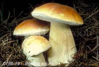 Boletus_edulis