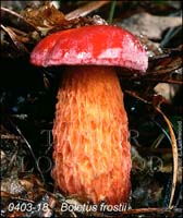 Boletus_frostii