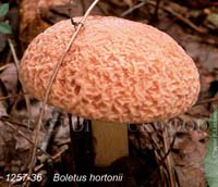 Boletus_hortonii