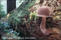 Boletus_mirabilis