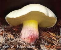 Boletus_smithii