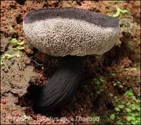 Boletus_sp-b