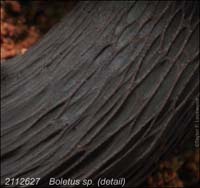 Boletus_sp-c