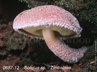 Boletus_sp