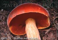 Boletus_subvelutipes